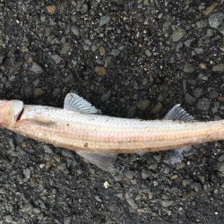 エソはおった。